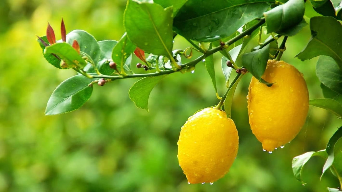 Growing Fruit Trees in Brisbane