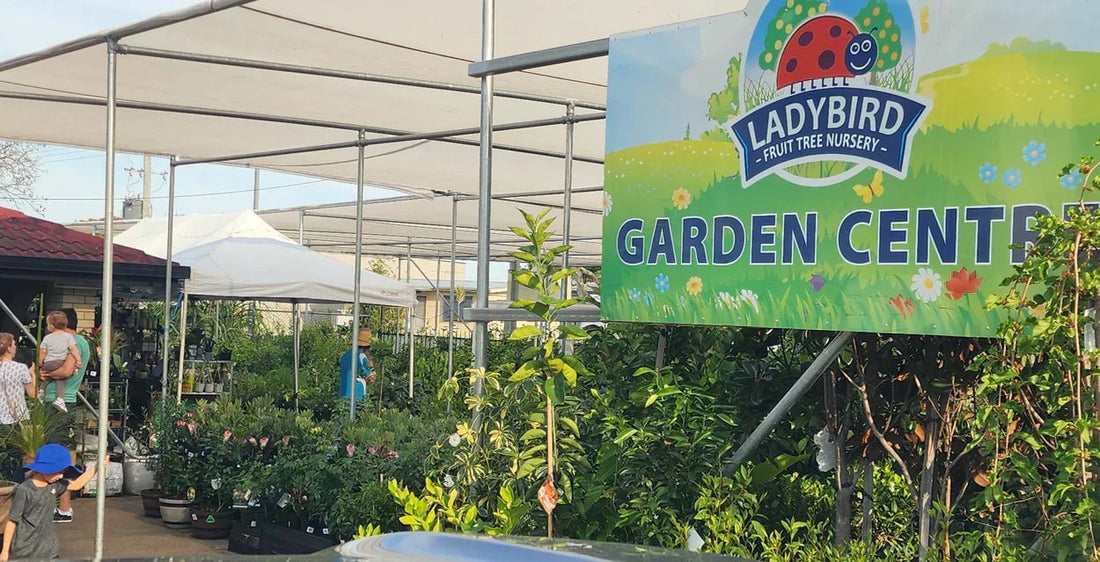 Growing Stronger Together: Recover & Rebuild - Ladybird Nursery