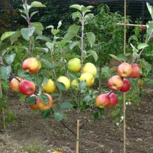 Fruit Salad Trees | Versatile Gardening with Multi-Grafts