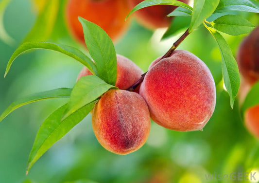 Your Essential Guide to Winter Pruning Fruit Trees - Ladybird Nursery