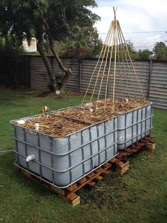 Can You Grow Fruit Trees in a Wicking Bed? - Ladybird Nursery