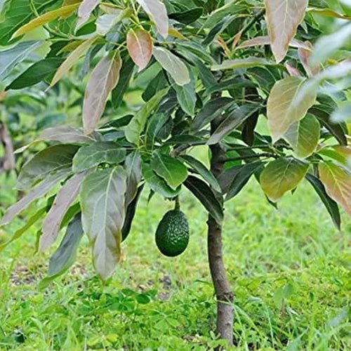 Avocado Trees