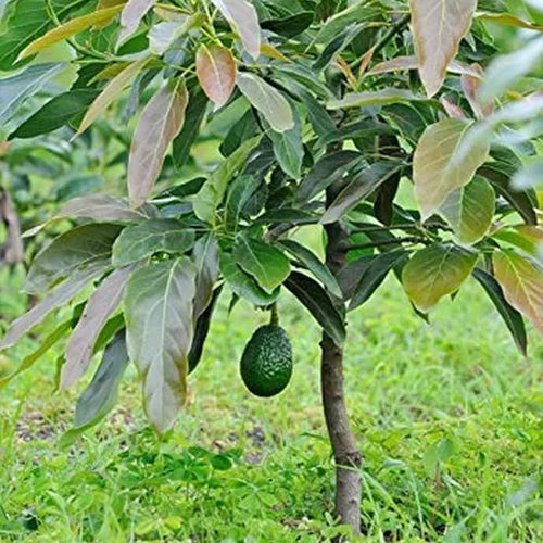 Avocado Trees
