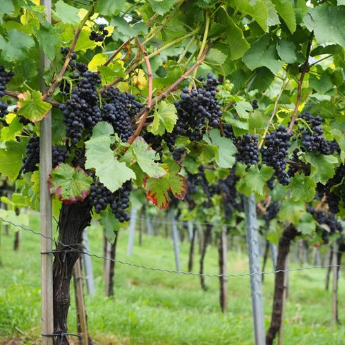Berries, Vines & Climbers