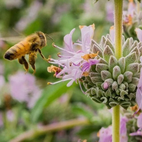 Bird & Bee attracting - Ladybird Nursery