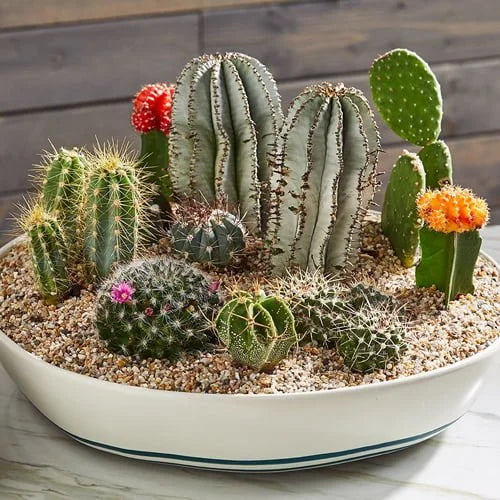 Cacti & Succulents