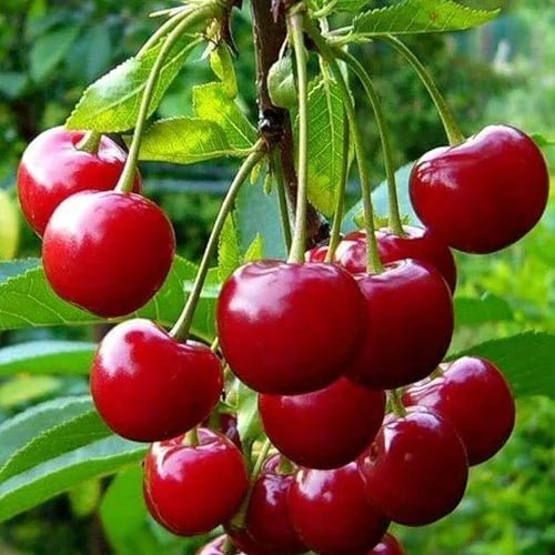 Cherry - Ladybird Nursery