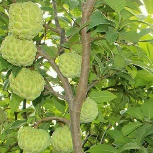 Custard Apple