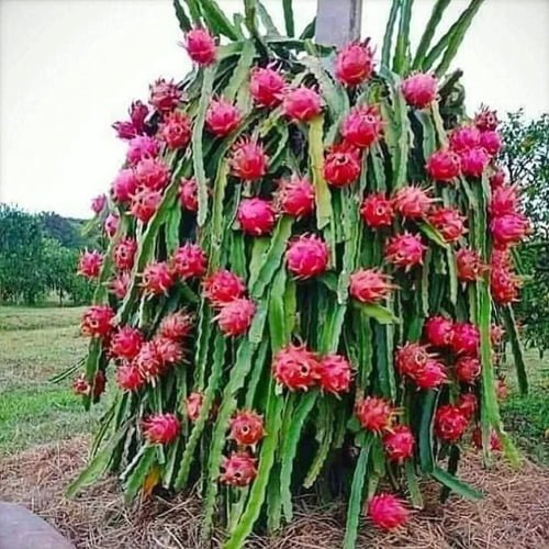 Dragon fruit