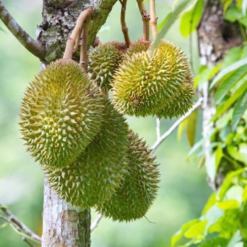 Durian