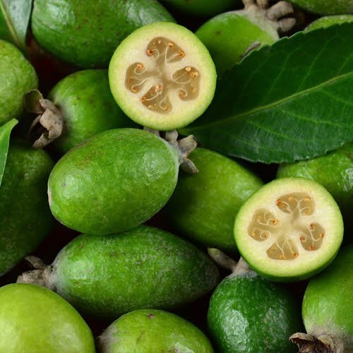Feijoa - Ladybird Nursery