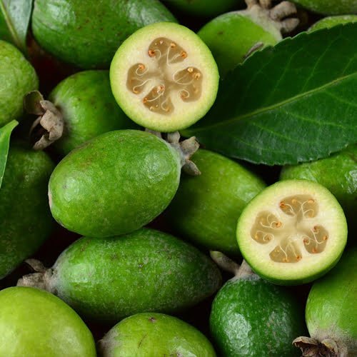 Feijoa