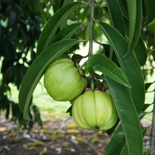 Garcinia