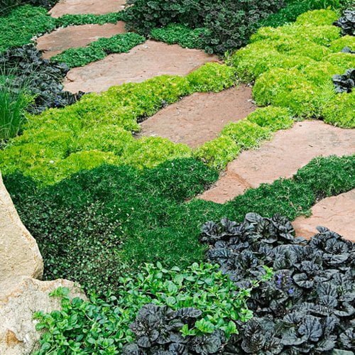 Groundcovers – Ladybird Nursery