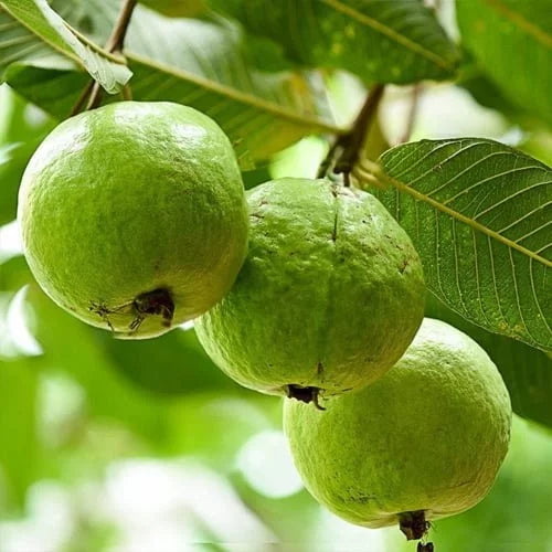 Guava