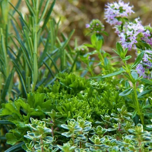Herbs & Spice Plants - Ladybird Nursery
