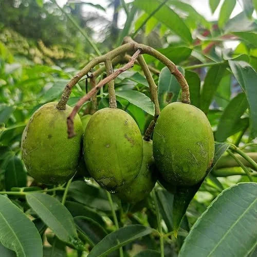 Hog Plum