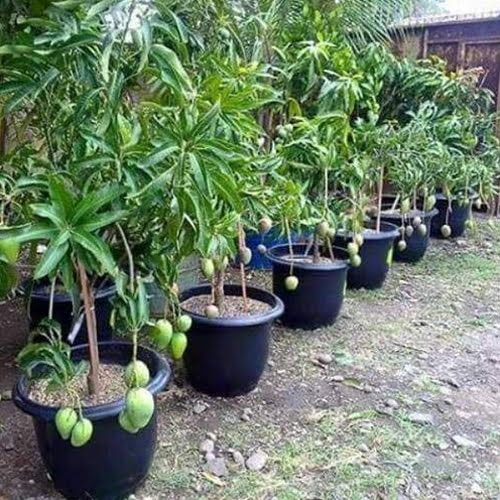 Indian Fruit Trees