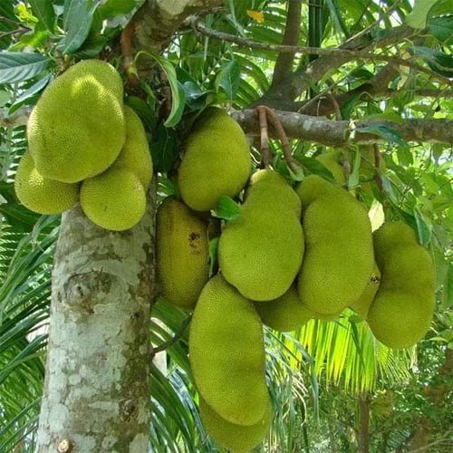 Jackfruit - Ladybird Nursery