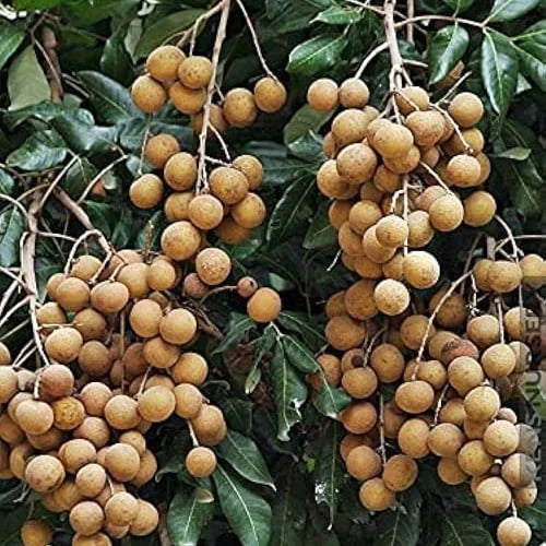 Longan