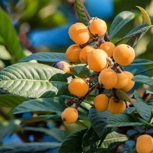 Loquat – Ladybird Nursery