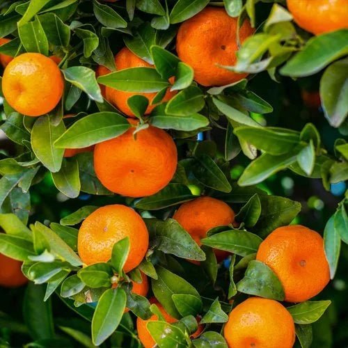 Mandarin - Ladybird Nursery