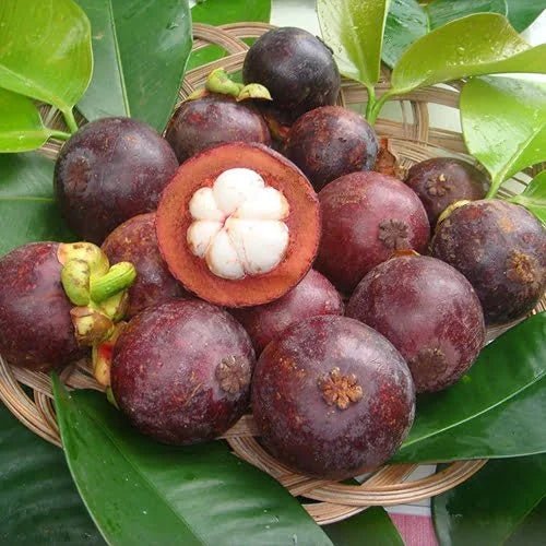 Mangosteen - Ladybird Nursery