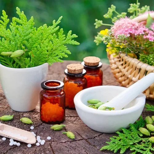 Medicinal Plants - Ladybird Nursery