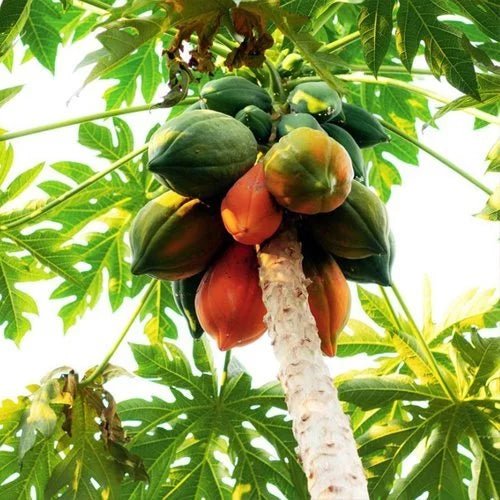 Papaya - Ladybird Nursery