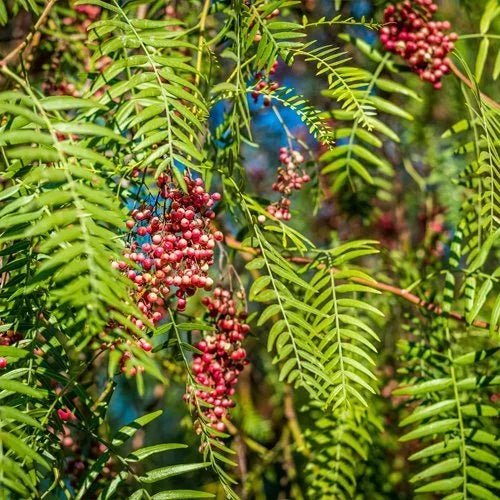 Pepper - Ladybird Nursery