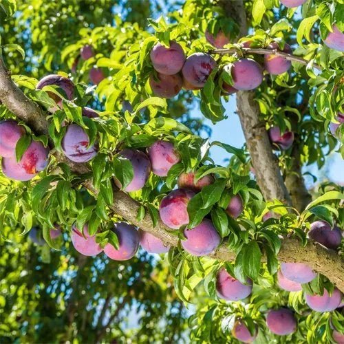 Plum - Ladybird Nursery