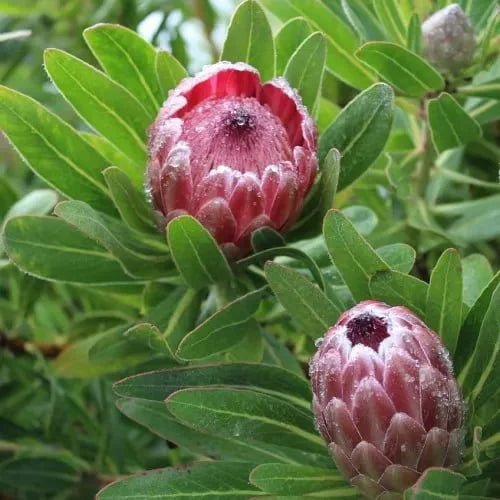 Proteas - Ladybird Nursery