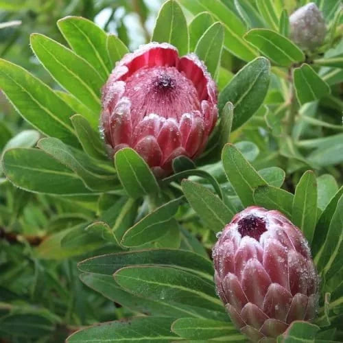 Proteas