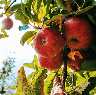 Apple Trees