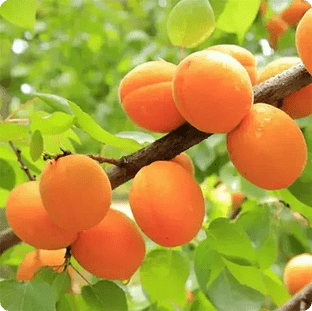 Apricot - Ladybird Nursery