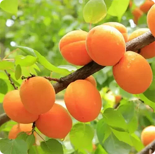 Apricot
