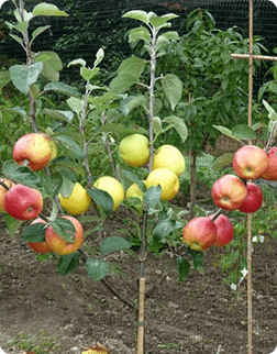 Fruit Salad Trees (Multi-grafted)