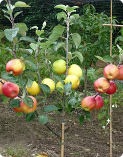 Fruit Salad Trees (Multi-grafted)