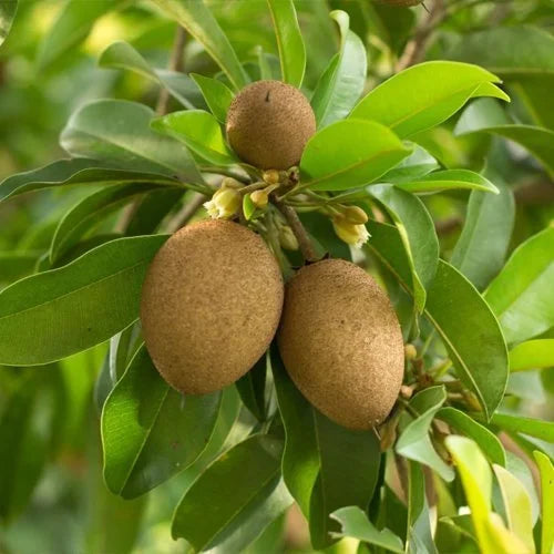 Sapodilla