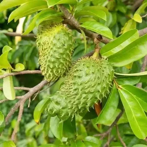 Soursop