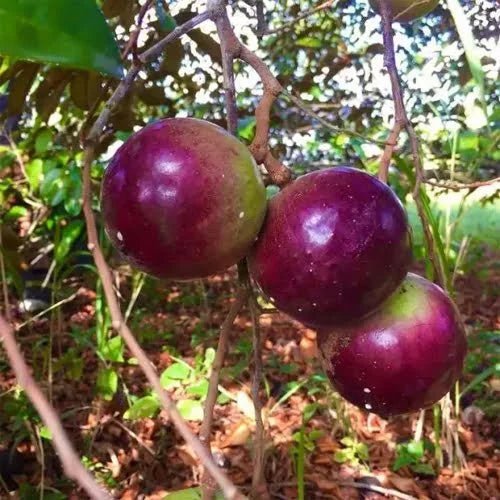 Star Apple - Ladybird Nursery