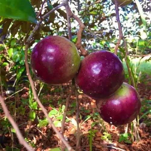 Star Apple