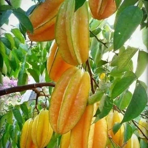 Star Fruit - Ladybird Nursery