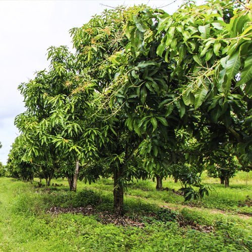 Subtropical Fruit Trees