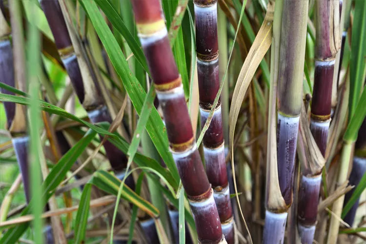 Sugarcane