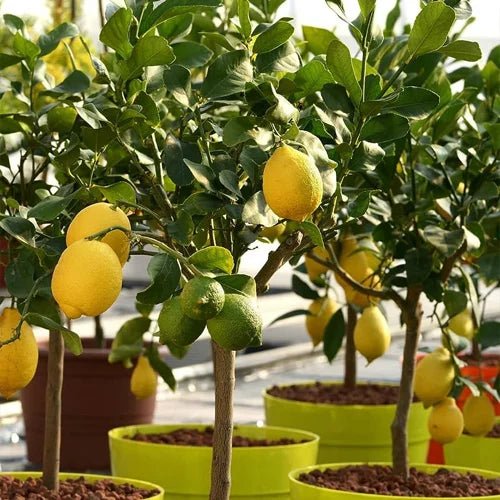 Citrus Trees - Ladybird Nursery