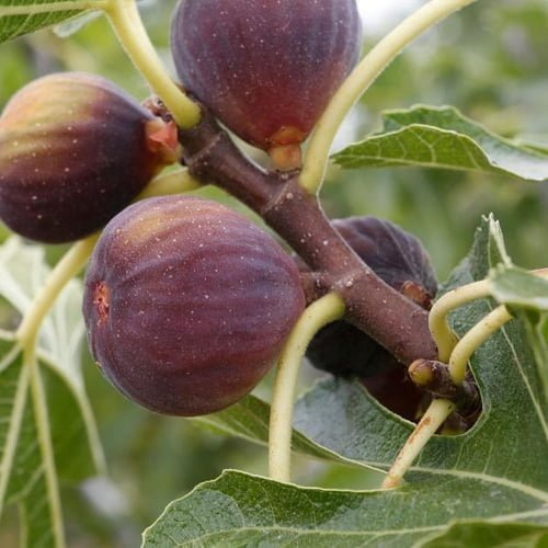 Fig - Ladybird Nursery