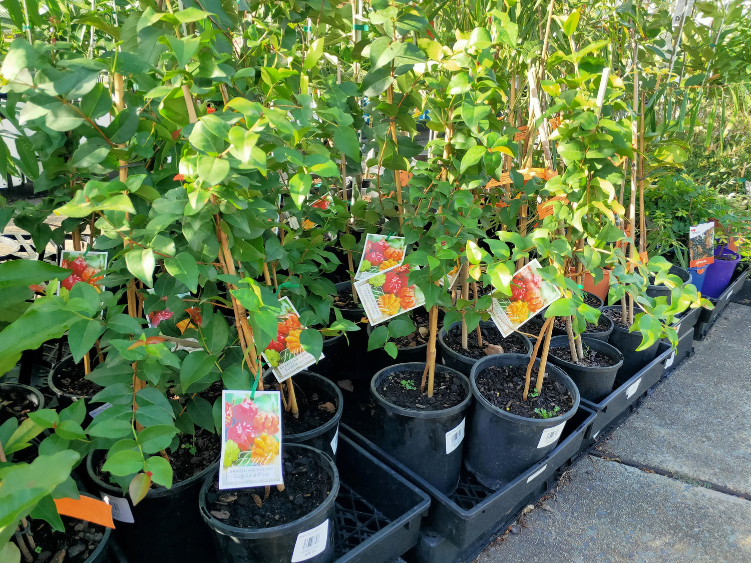 Fruit Trees & Edibles