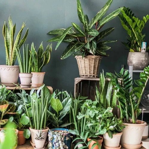 Indoor Plants - Ladybird Nursery