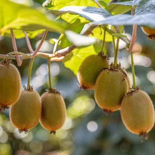 Kiwi fruit